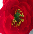 Tête de fleur en soie de Rose de thé du diamètre 10cm de contact de Faux artificiel vraie